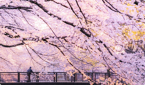 Gambar header OnlyFans ymi22