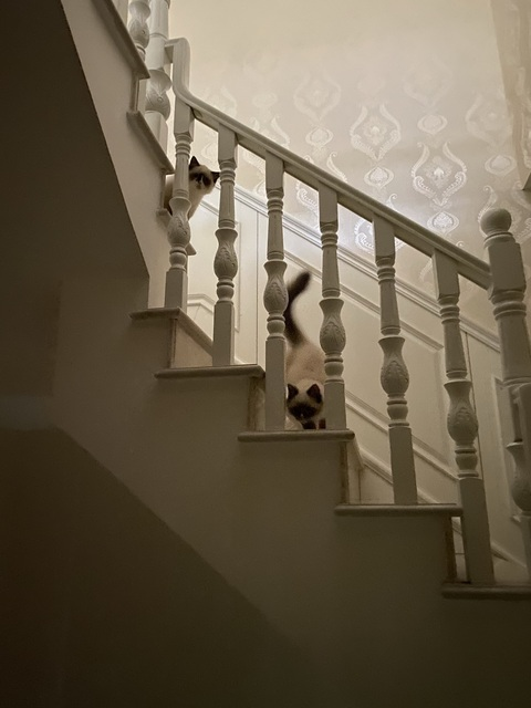 Снимка на заглавие на OnlyFans zhangheyu